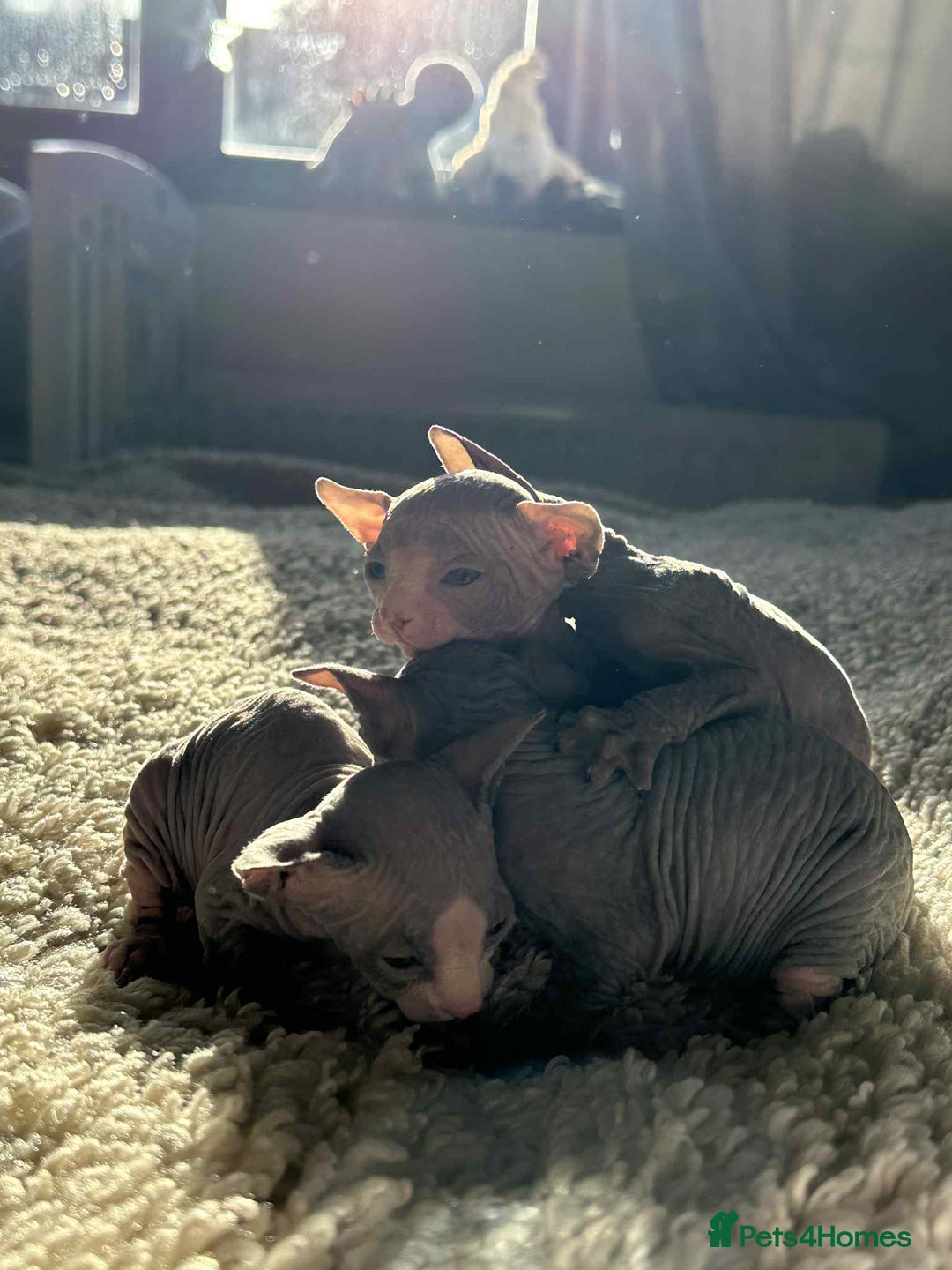 Sphynx cats for sale: Sphinx kittens 🩵❤️ - Advert 3