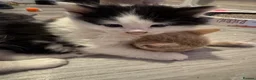 Mixed Breed cats for sale: Beautiful grey / black and white half Mainecoon  - Advert 27