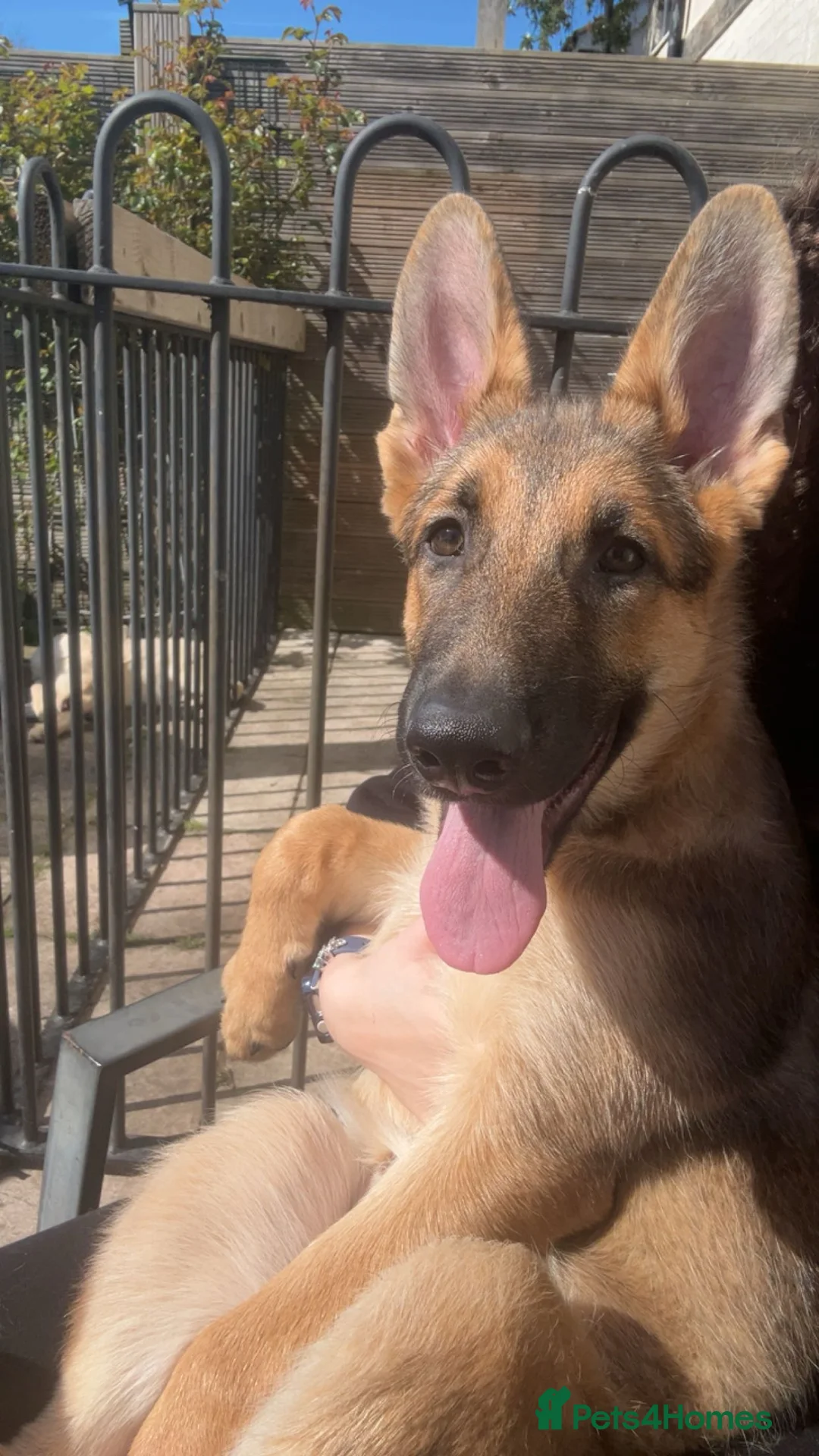 German Shepherd dogs for sale: German shepherd puppies - Advert 2