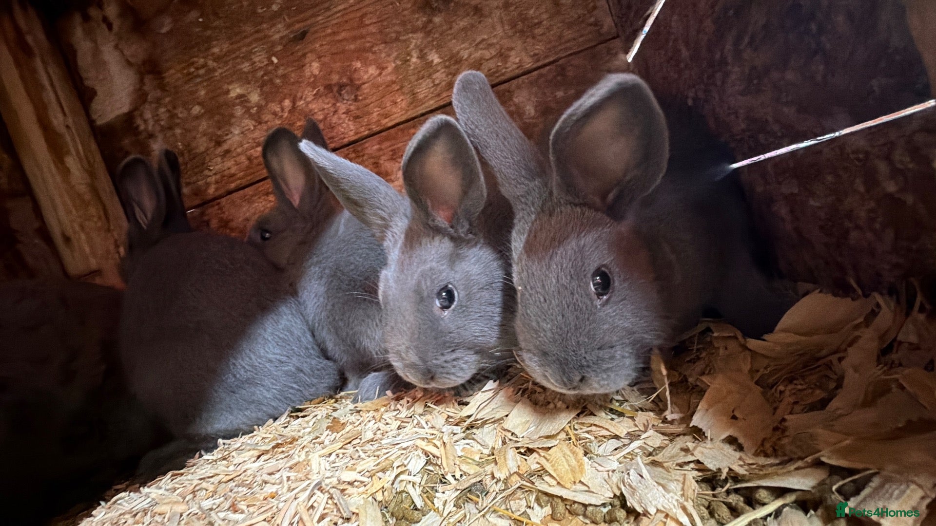 Mixed Breed rabbits Holicer Ready - Advert 2