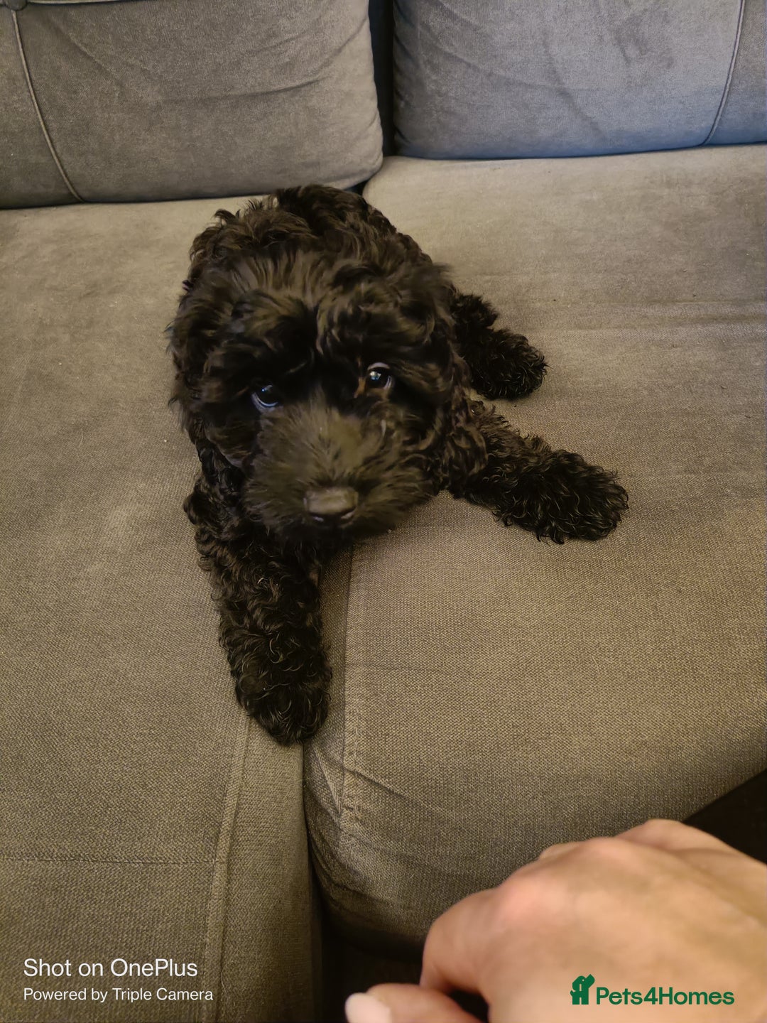 Cockapoo dogs for sale: Lovely cockapo girl - Advert 3