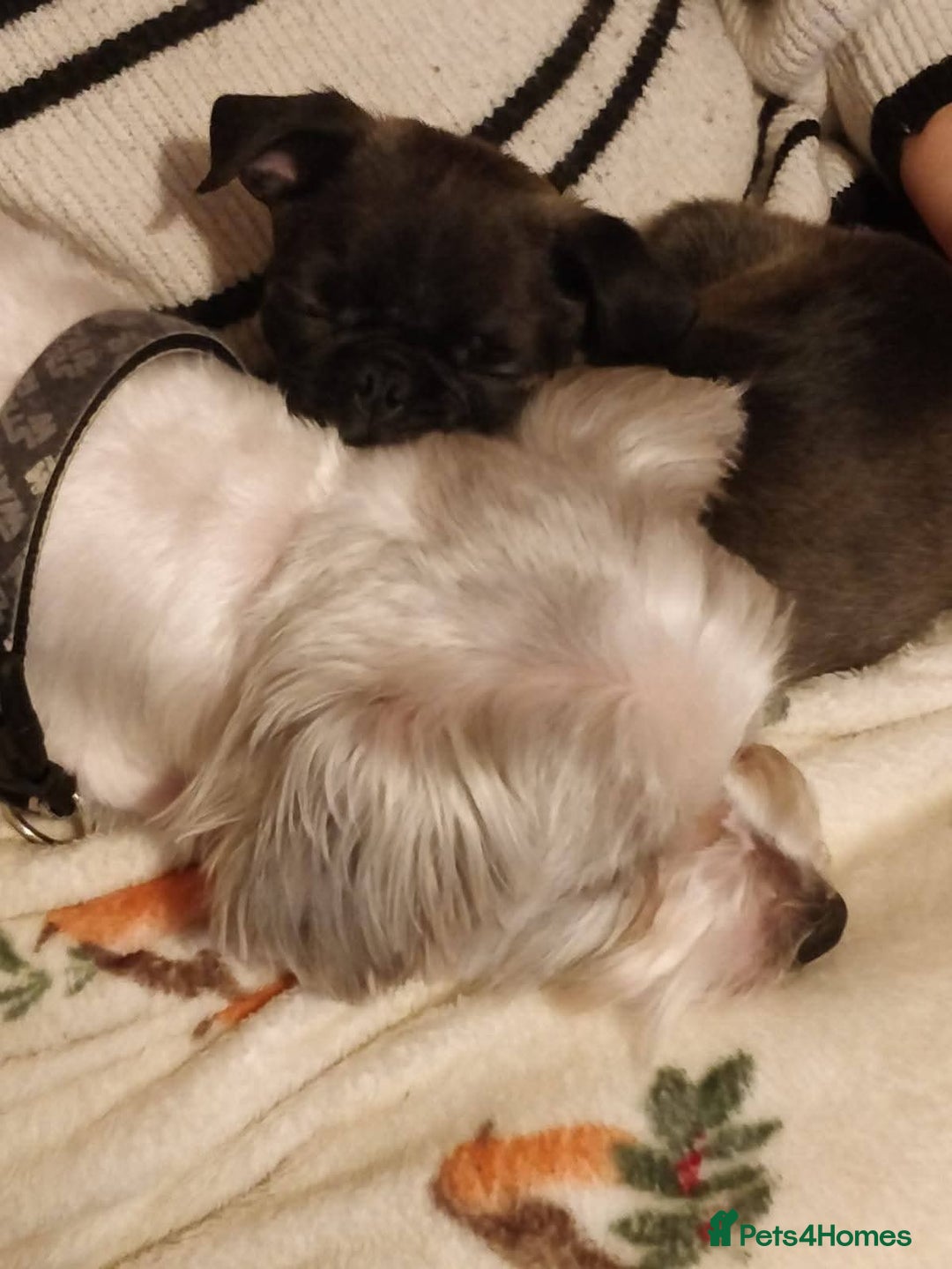 Shorkie dogs for sale: Mother and son for rehoming not puppies.  - Advert 3