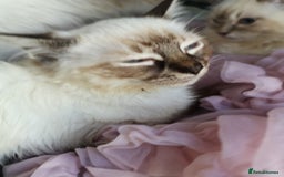 Ragdoll cats for sale: TICA Ragdoll Kittens (pet only)  - Image 10