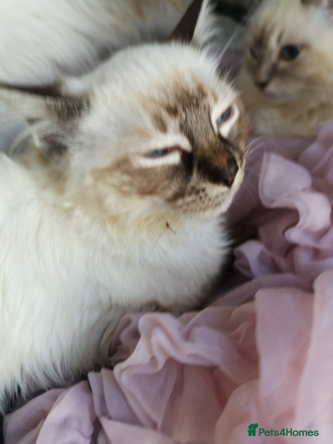 Ragdoll cats for sale: TICA Ragdoll Kittens (pet only)  - Image 10
