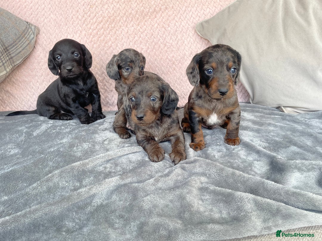 Doxiepoo dogs for sale: Beautiful Doxipoos - Image 3