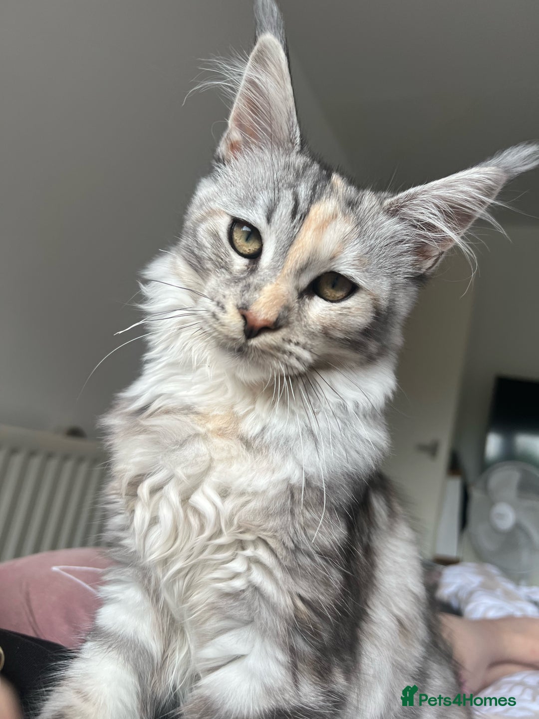 Maine Coon cats for sale: 8 month old Mainecoon - Advert 2
