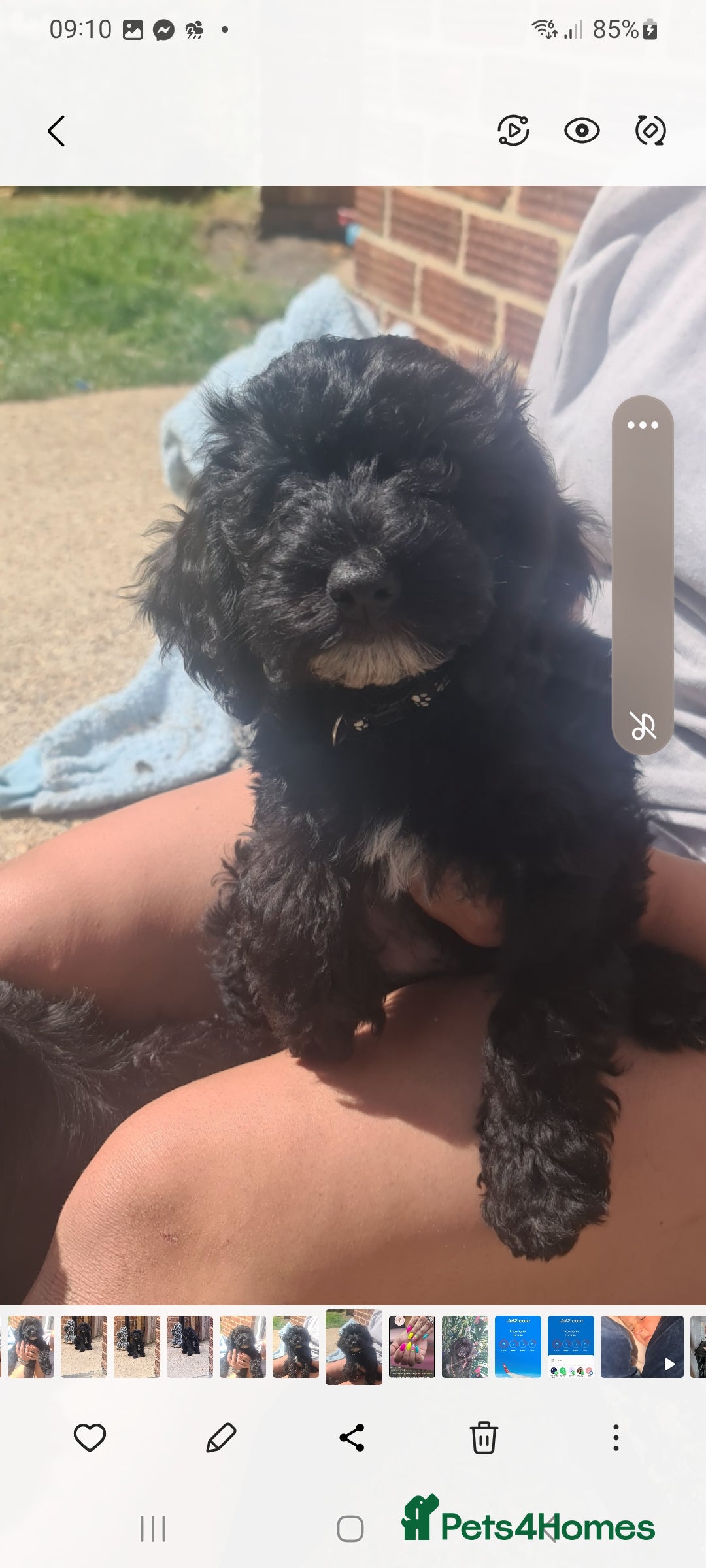 Cockapoo dogs for sale: cockapoos - Image 17