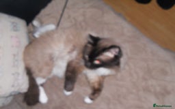 Ragdoll cats for sale: 😎 RAGDOLL KITTENS PUREBRED 100% STOKE 😍 - Image 16