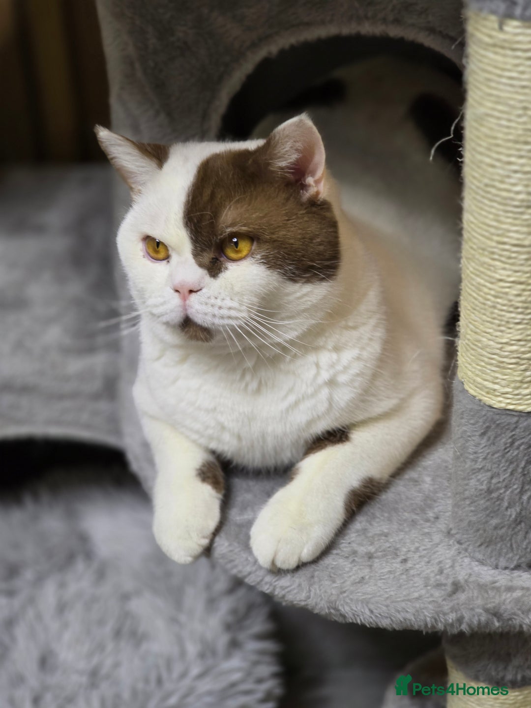 British Shorthair cats for sale: Cinnamon Harlequin Male – GCCF Active Registered - Advert 6