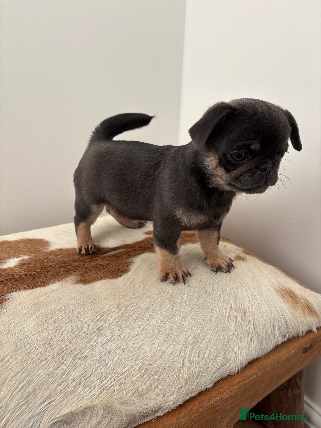 Pug dogs for sale: Beautiful last 2 little girl pugs. - Advert 9