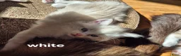 Ragdoll cats for sale: ✨ Exceptional Ragdoll Kittens – Raised with love✨ - Advert 5