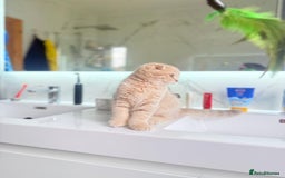 Scottish Fold cats for sale: Full pedigree Scottish Fold  in Croydon - Image 12
