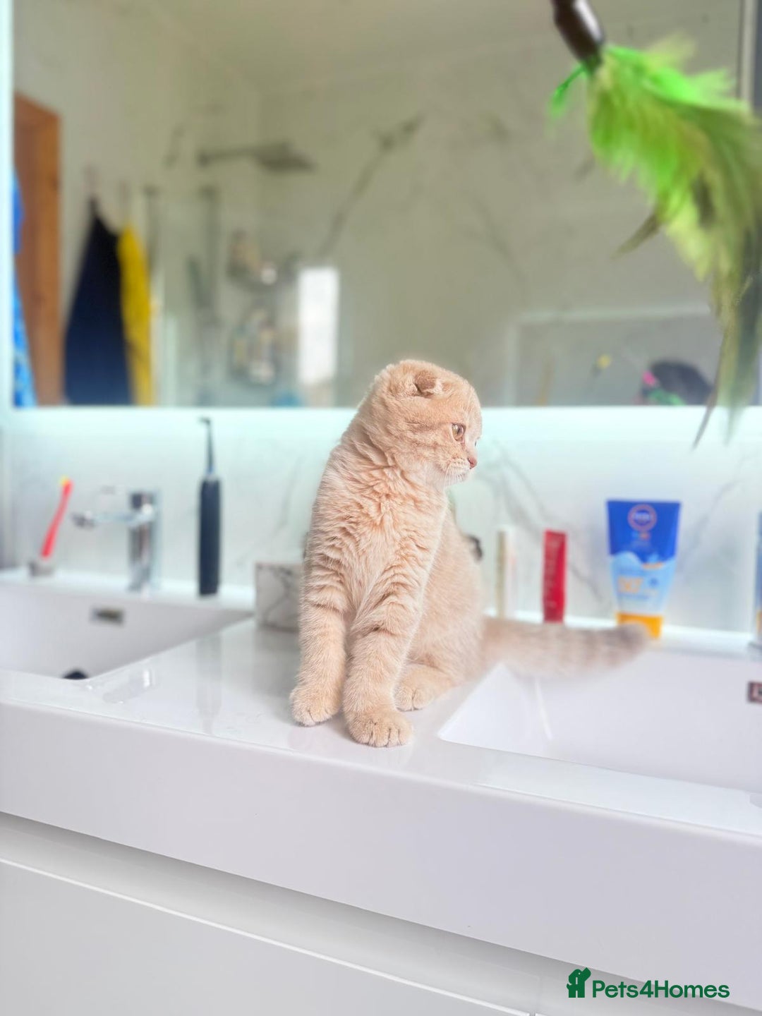 Scottish Fold cats for sale: Full pedigree Scottish Fold  in Croydon - Image 12