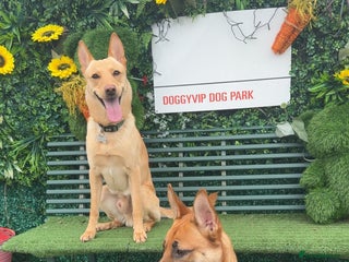 Mixed Breed dogs - Advert 12