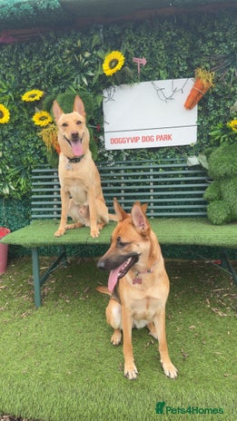 Mixed Breed dogs - Advert 14