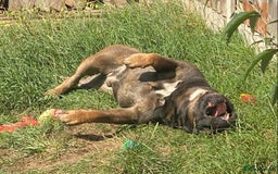 Cane Corso dogs for sale: Cane Corso boy - Image 6