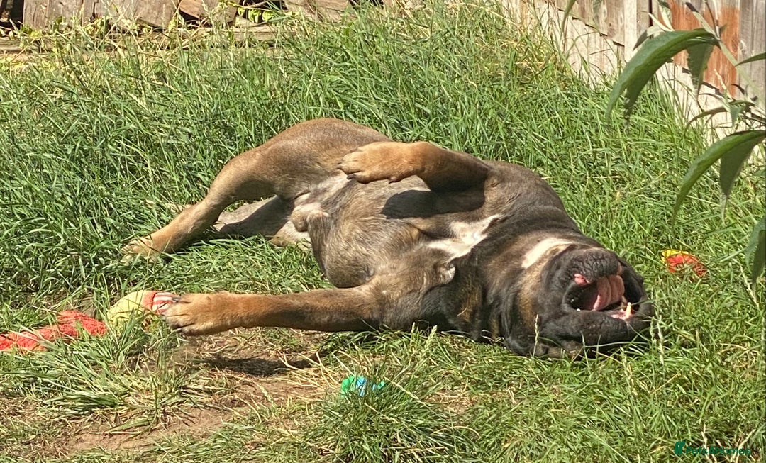 Cane Corso dogs for sale: Cane Corso boy - Image 6