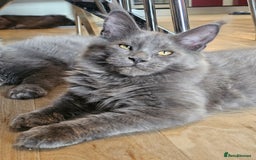 Maine Coon cats for sale: 🔥*Stunning Litter of 8💎Solid Blue Maine Coon*🔥  - Image 7