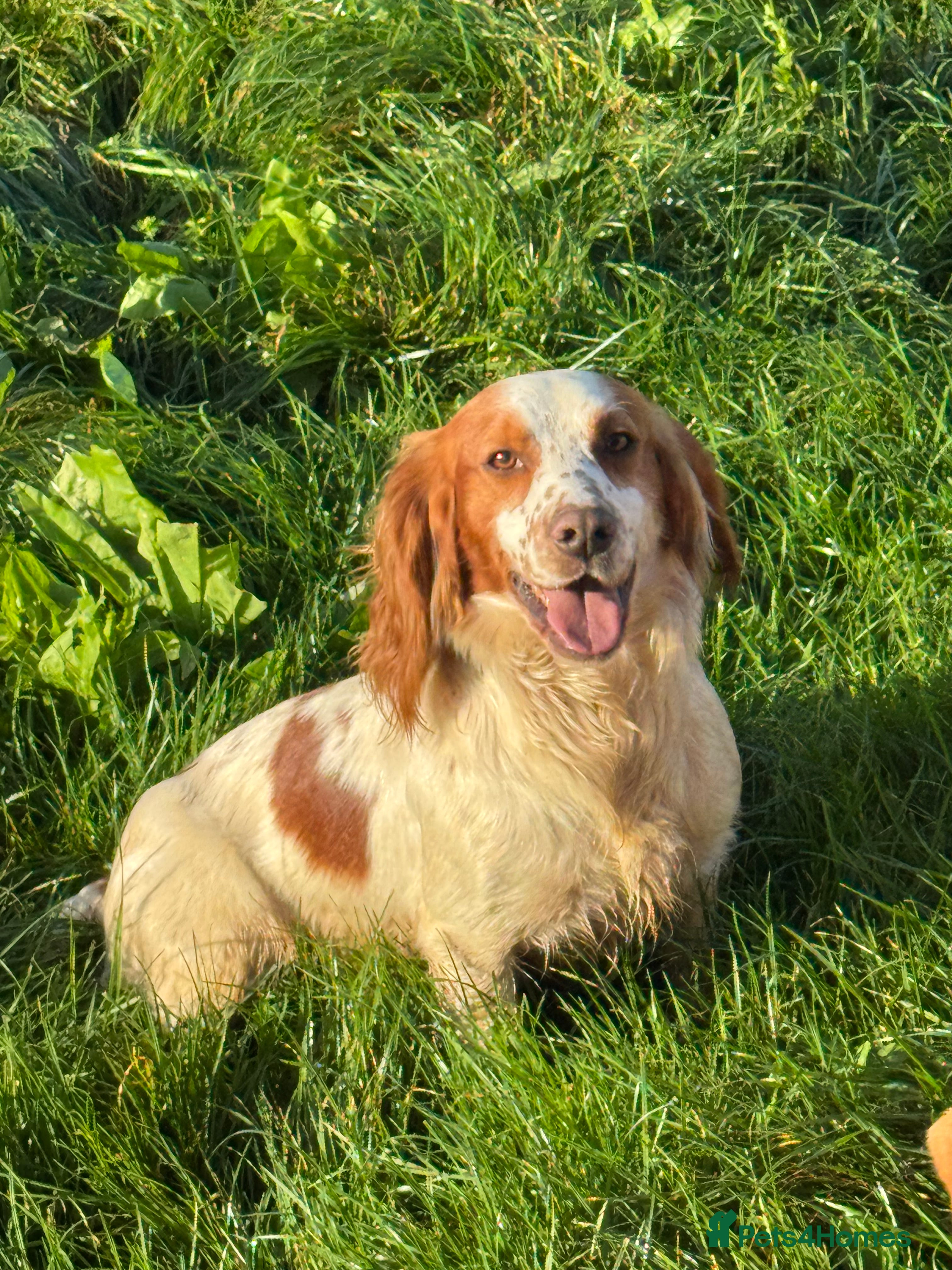 Cocker Spaniel dogs STUD available  in Frome - Advert 1