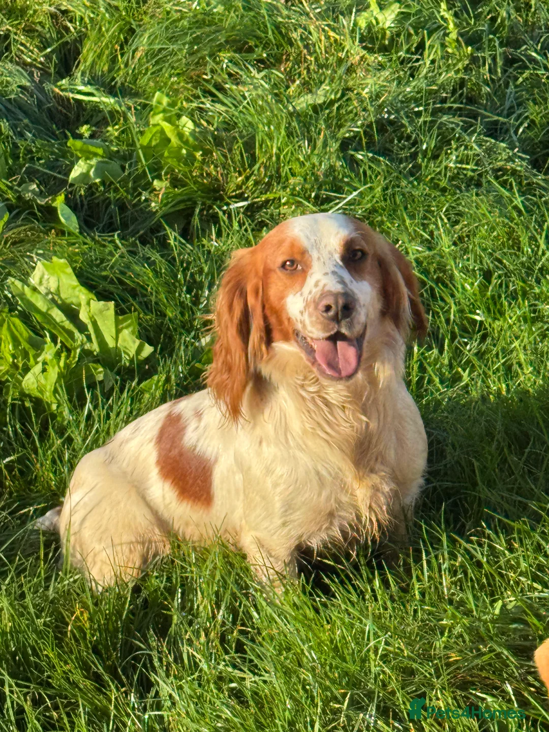 Cocker Spaniel dogs for stud: STUD available  in Frome - Advert 1