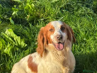 Cocker Spaniel dogs STUD available in Frome - Advert 1