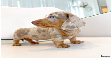 Miniature Dachshund dogs - Advert 10