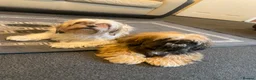 Shih Tzu dogs for sale: Shih Tzu in Nelson - Advert 4