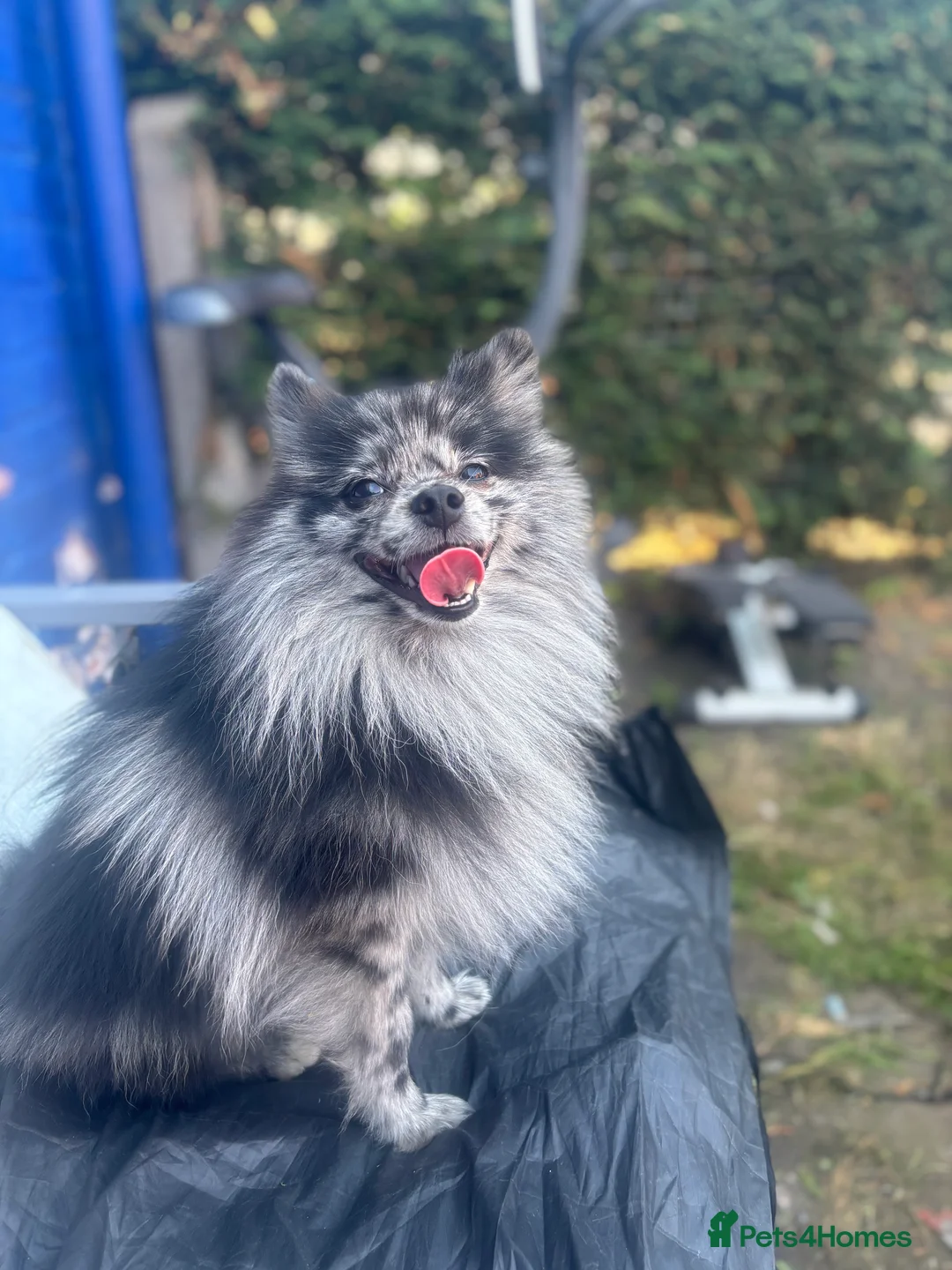 Pomeranian dogs for stud: Stunning Champion Russian Pomeranian–Black&Silver - Advert 1