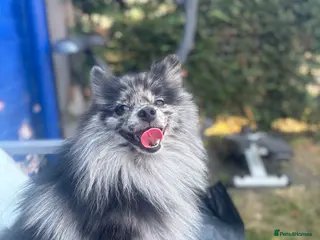 Pomeranian dogs Stunning Champion Russian Pomeranian–Black&Silver - Advert 1