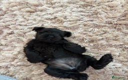 Miniature Schnauzer dogs for sale: Beautiful cheeky black female can leave 3aug - Image 4