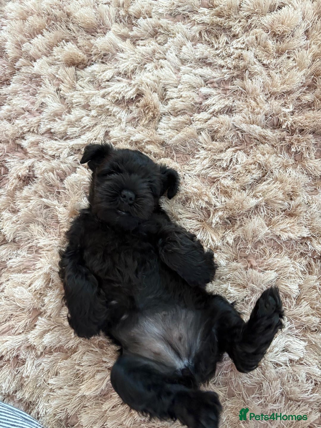 Miniature Schnauzer dogs for sale: Beautiful cheeky black female can leave 3aug - Image 4