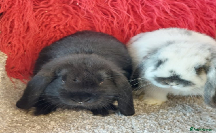 Mini Lop rabbits for sale - Advert 3