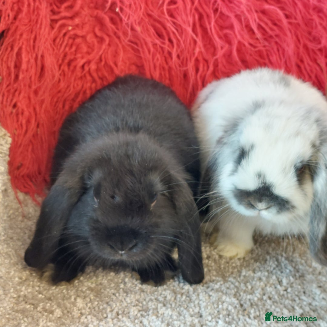 Mini Lop rabbits for sale: 2 minilop  brothers available  - Image 1