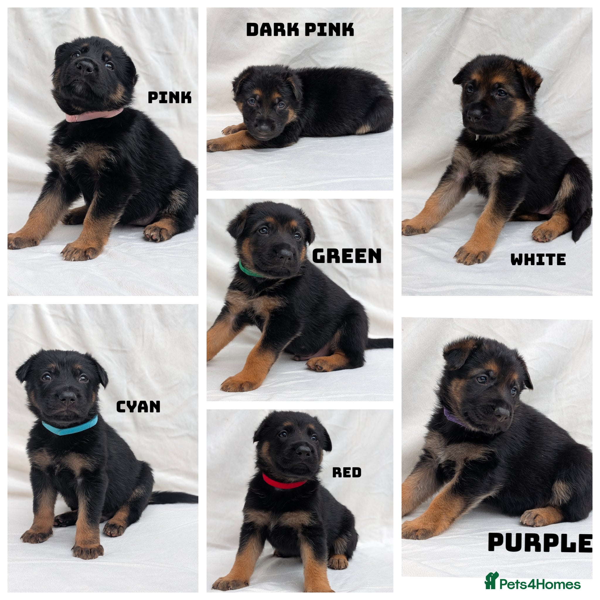 German Shepherd dogs Beautiful German Shepherd Pups - Advert 1