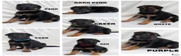 German Shepherd dogs for sale: Beautiful German Shepherd Pups in Warrington - Advert 1