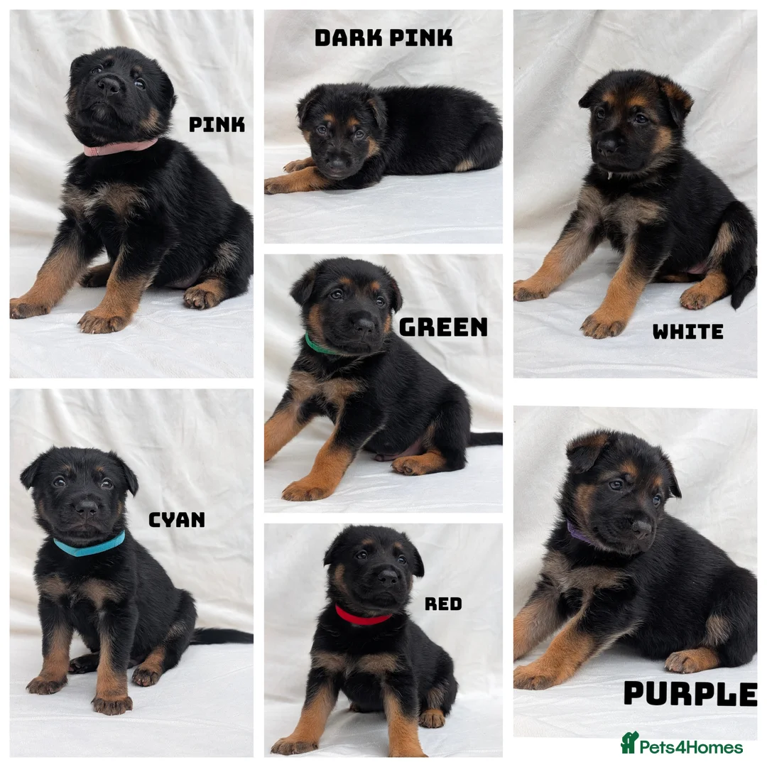 German Shepherd dogs for sale: Beautiful German Shepherd Pups in Warrington - Advert 1
