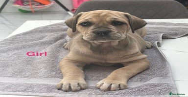 Cane Corso dogs - Advert 3