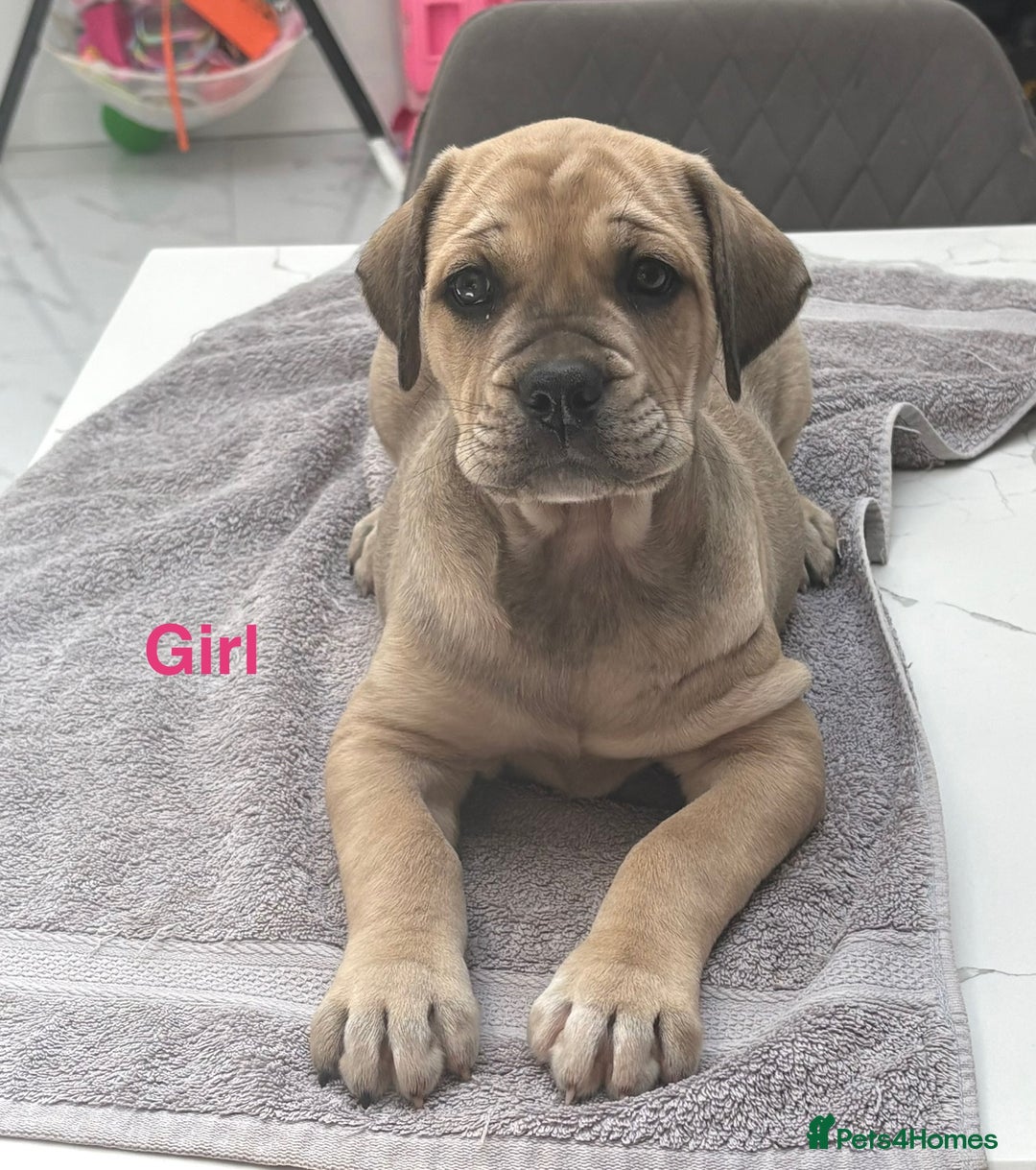 Cane Corso dogs for sale: Cane Corso puppies  - Image 2