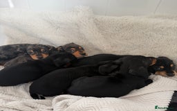 Mixed Breed dogs for sale: Docker dachshund ** paniel puppies  - Image 6