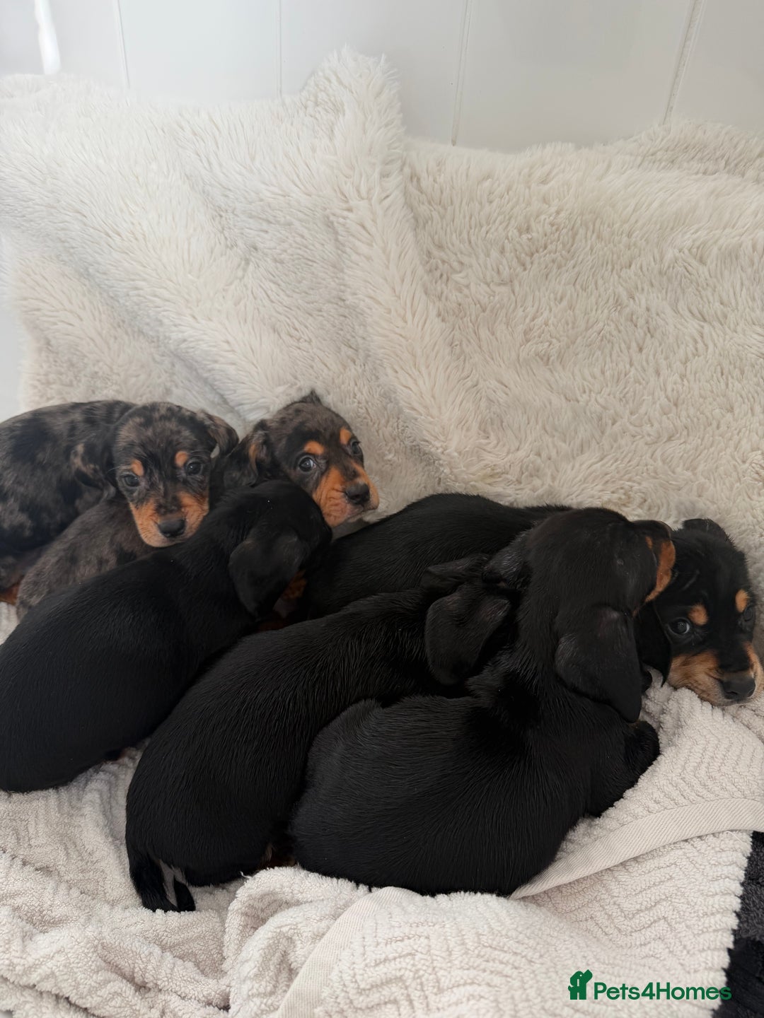 Mixed Breed dogs for sale: Docker dachshund ** paniel puppies  - Image 6