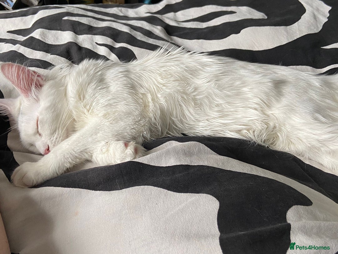 Maine Coon cats for sale: TICA Maine Coon Russian - Advert 10