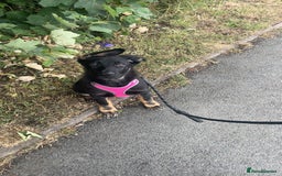 German Shepherd dogs for sale: 2 male German shepherds  in Telford - Image 2