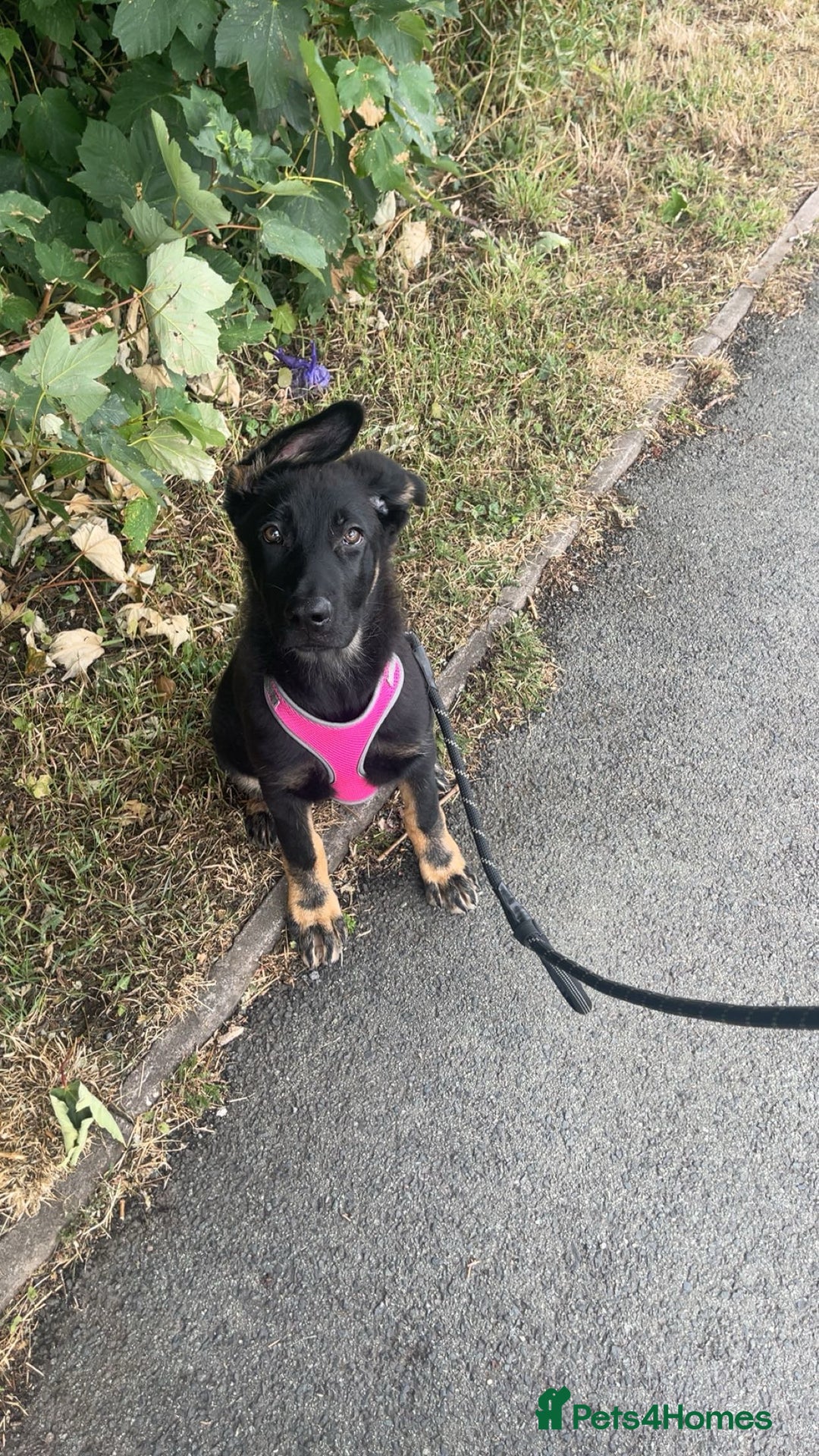 German Shepherd dogs for sale: 2 male German shepherds  in Telford - Image 2