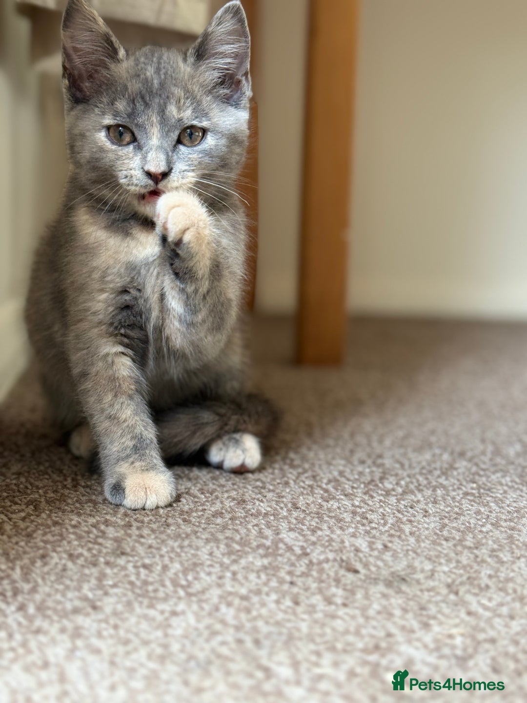 British Shorthair cats for sale: Beautiful kittens - Image 7