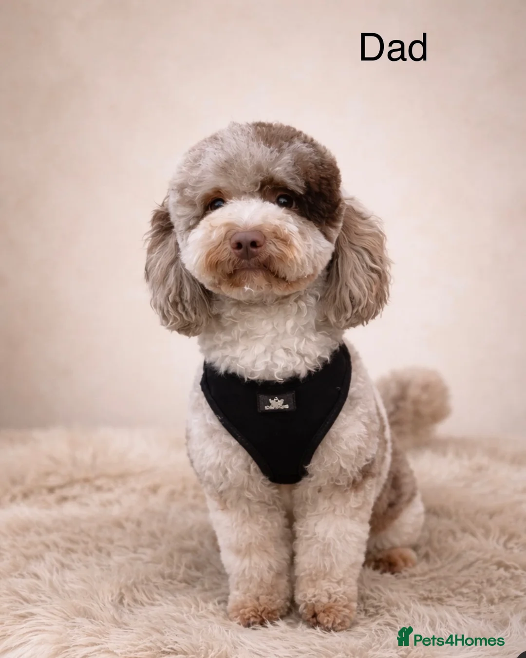 Maltipoo dogs for sale: Beautiful Maltipoo puppies 💙 in Fareham - Advert 17