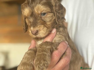 Cockapoo dogs - Advert 12