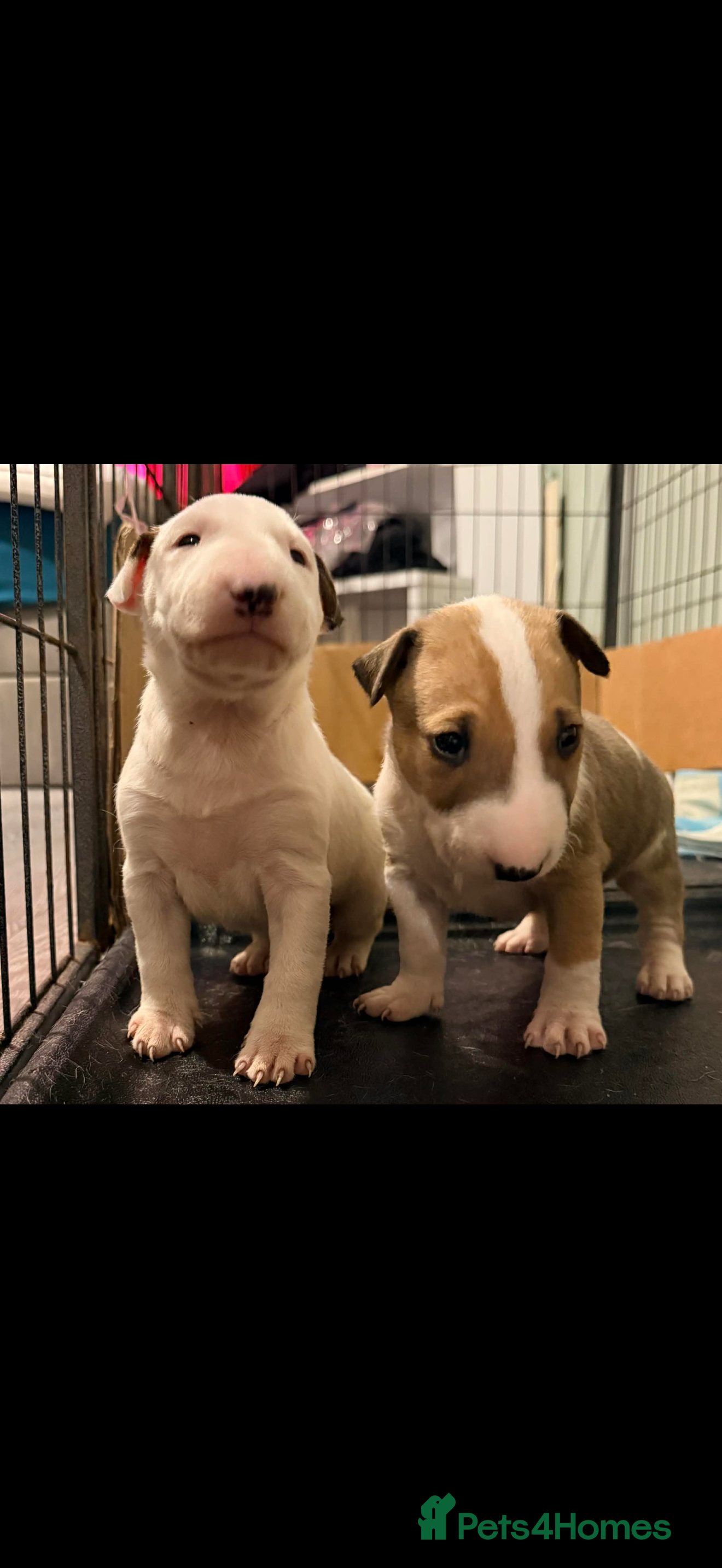 English Bull Terrier dogs Beautiful English bull terrier pups 5 girls  - Advert 1
