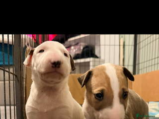 English Bull Terrier dogs Beautiful English bull terrier pups 5 girls - Advert 1