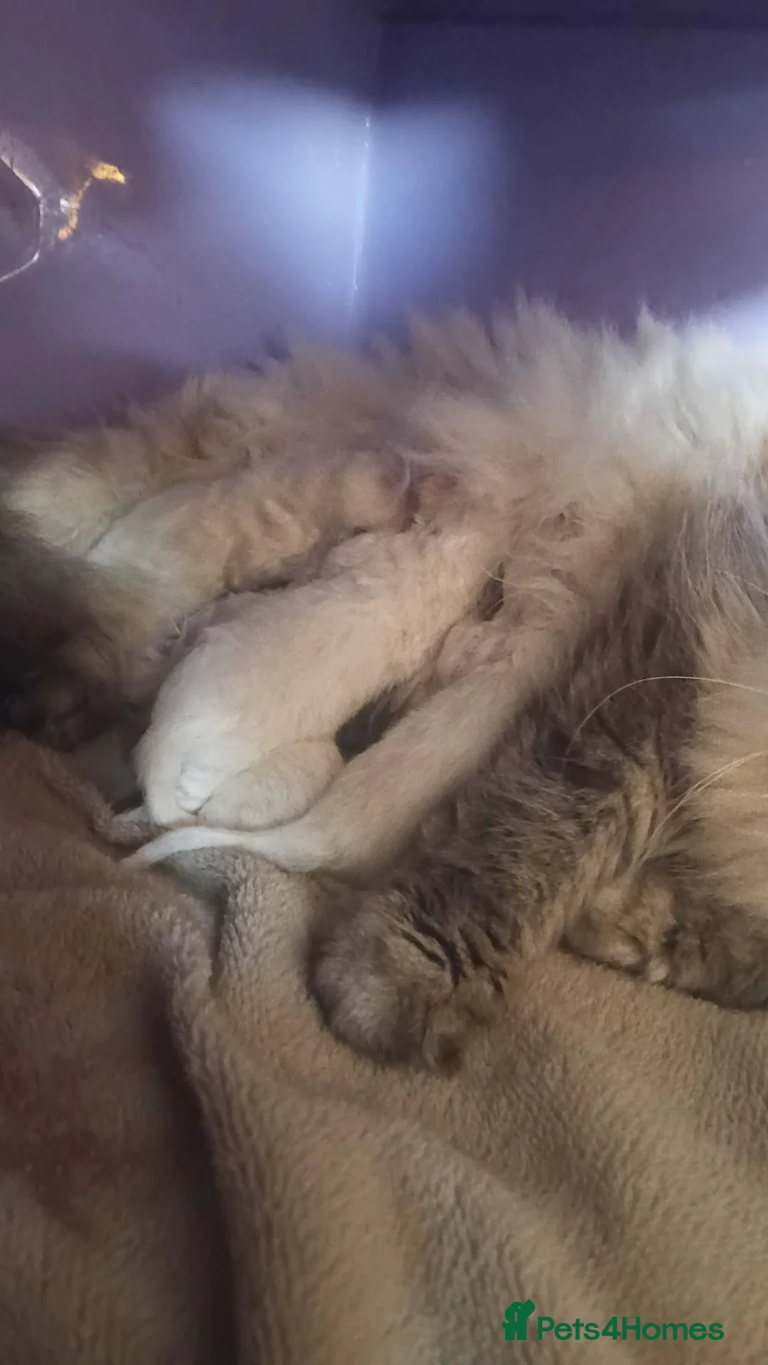 Ragdoll cats for sale: 2 Bio female ragdoll kittens ready now. - Advert 1