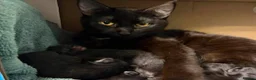 Mixed Breed cats for sale: Kittens  - Advert 12